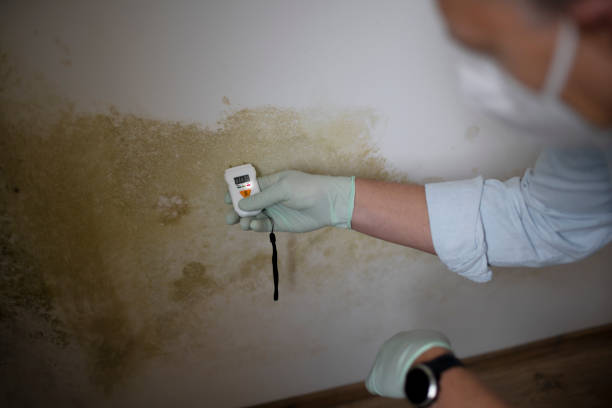 Starke, FL Mold Remediation Company