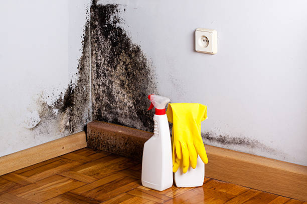 Best Localized Mold Remediation (e.g., coastal areas, humid climates) in Starke, FL