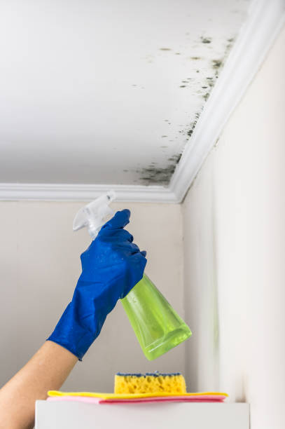 Best Basement Mold Remediation in Starke, FL